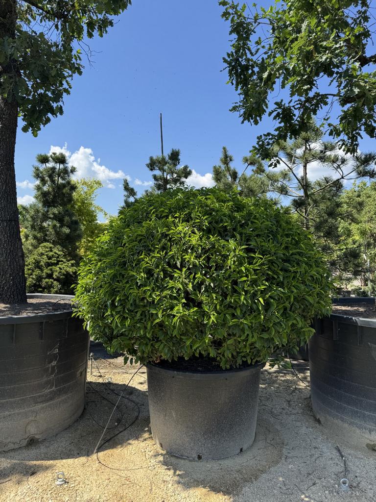 Prunus lusitanica 'Angustifolia' Kugelform