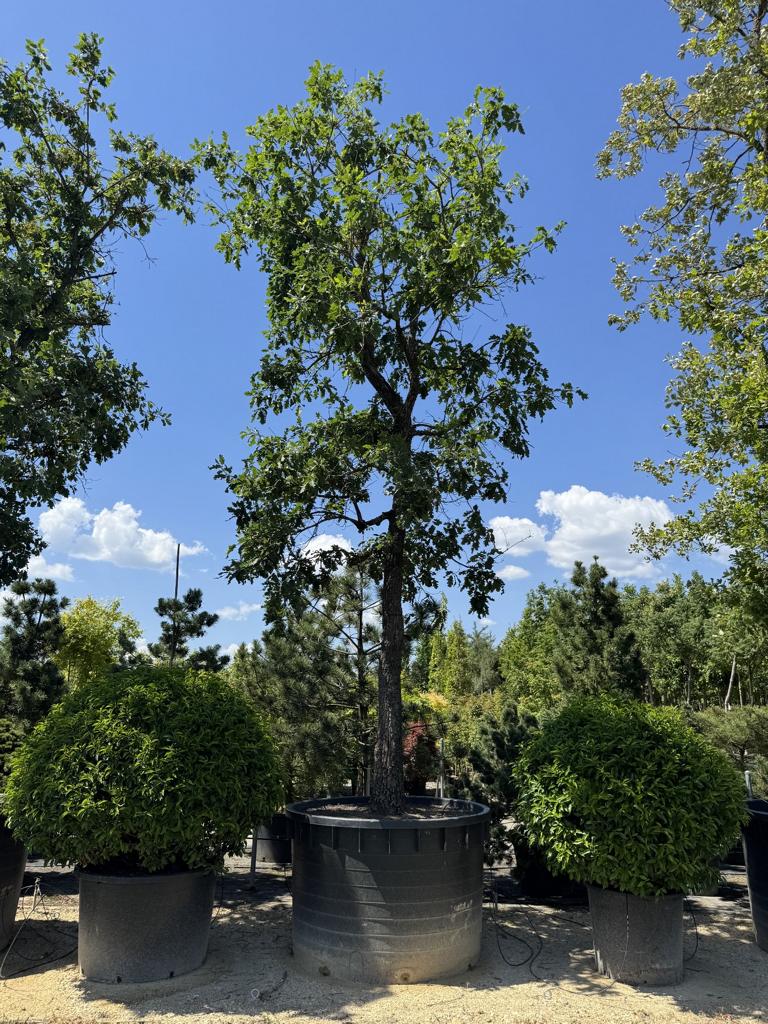 Quercus pubescens