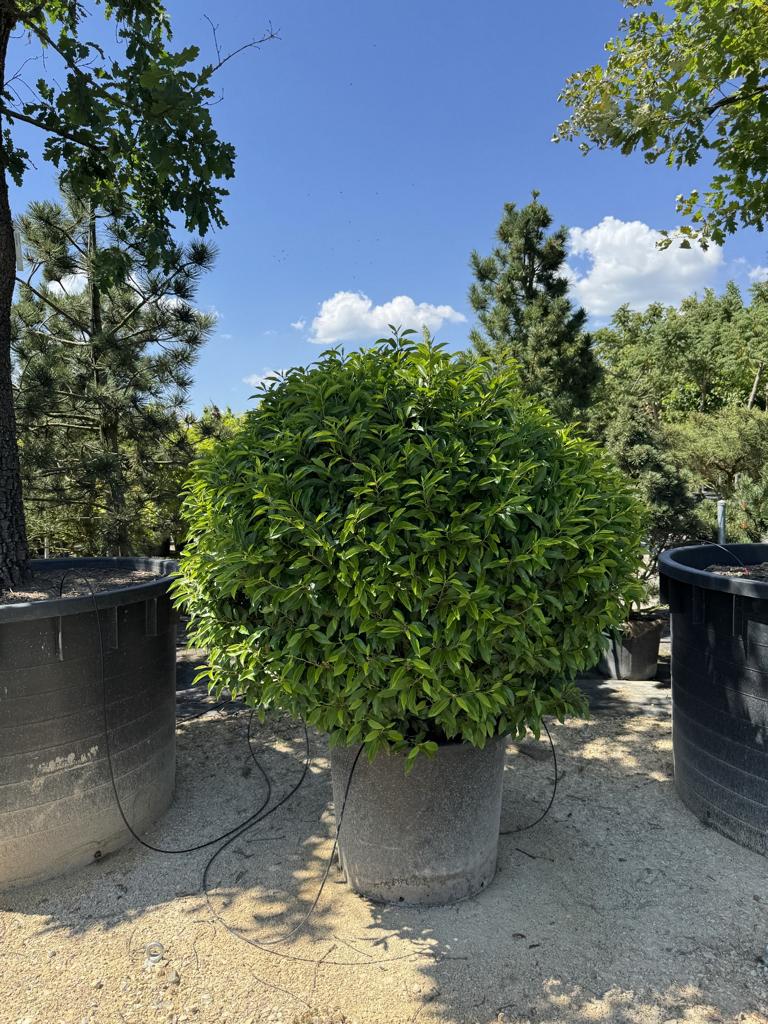 Prunus lusitanica 'Angustifolia' Kugelform