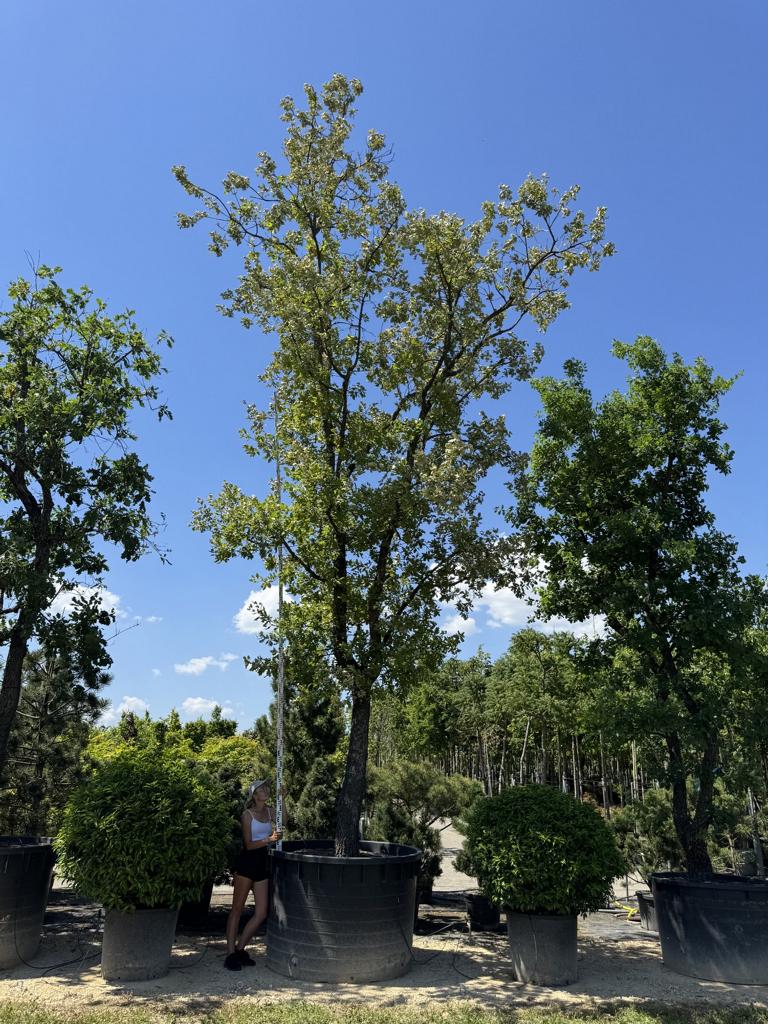 Quercus pubescens