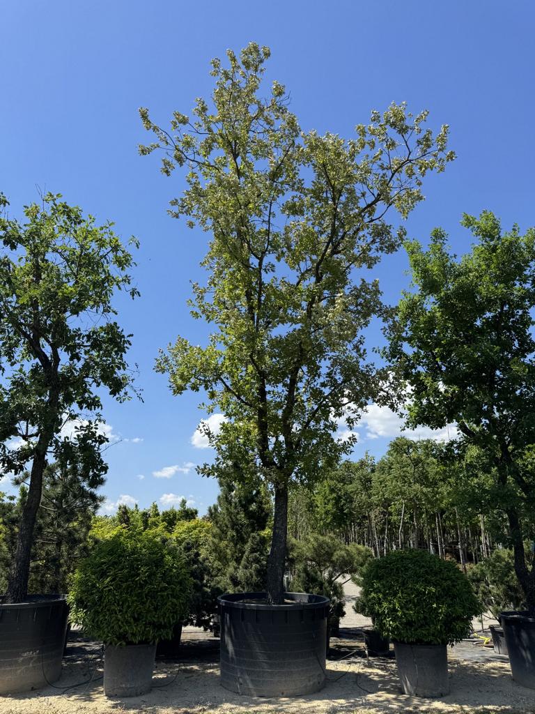 Quercus pubescens