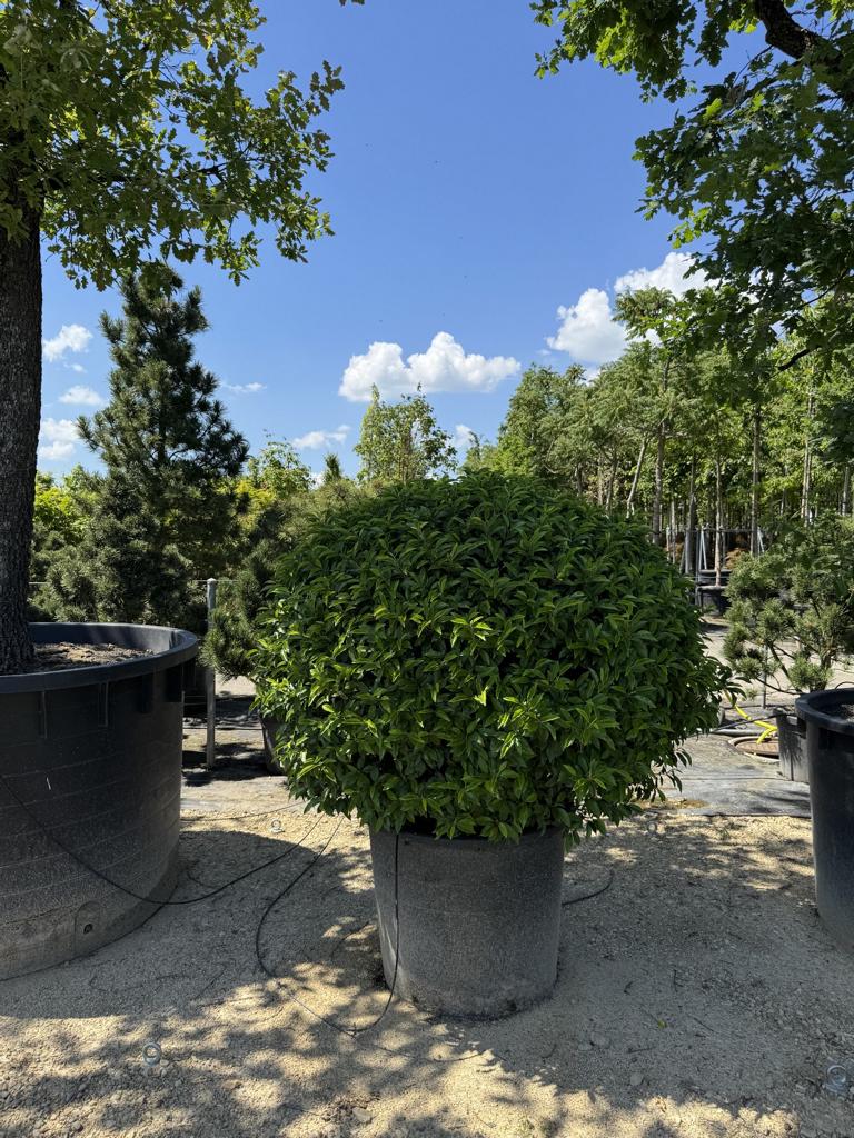 Prunus lusitanica 'Angustifolia' Kugelform