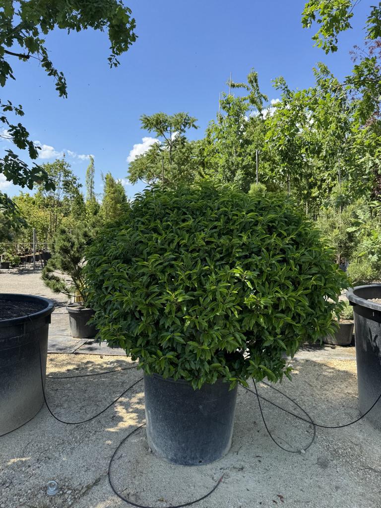 Prunus lusitanica 'Angustifolia' Kugelform