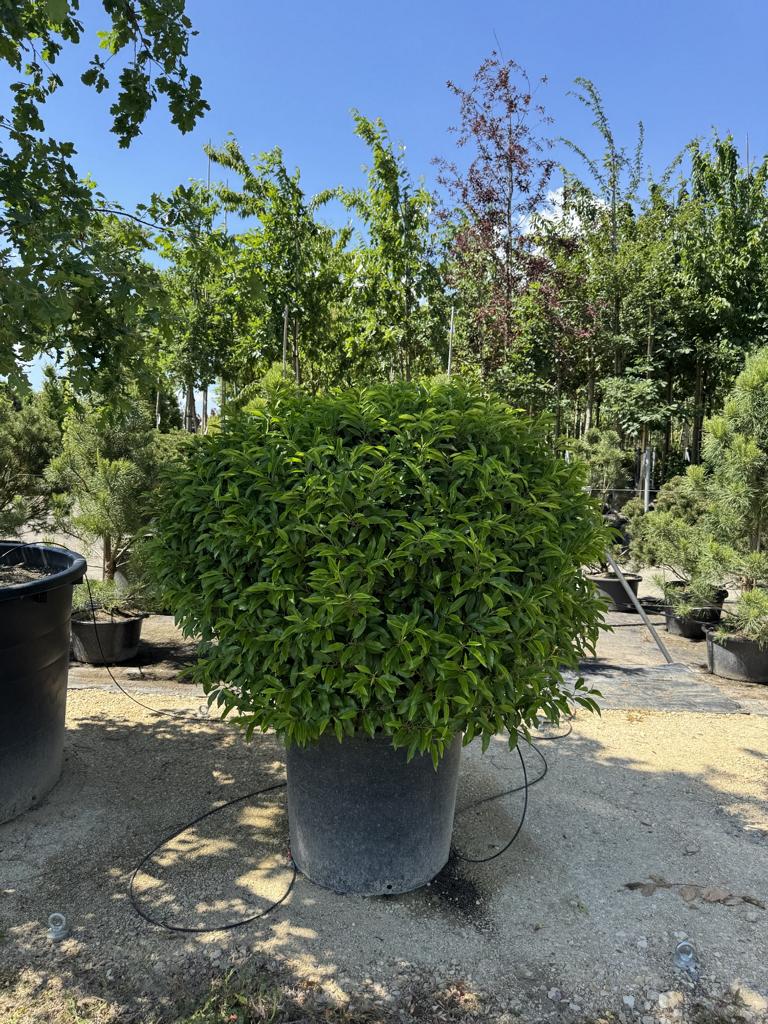 Prunus lusitanica 'Angustifolia' Kugelform