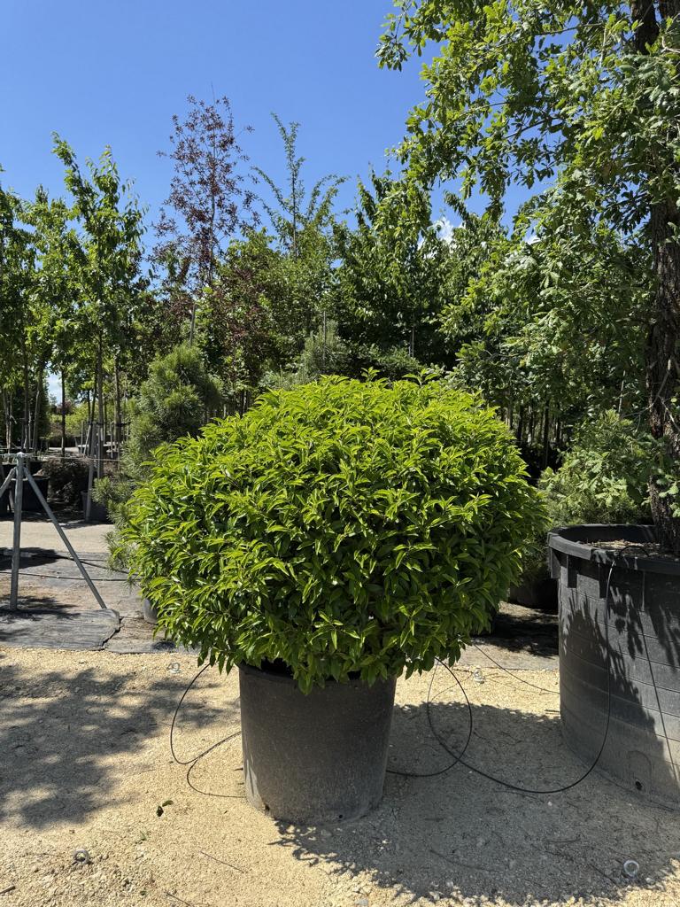 Prunus lusitanica 'Angustifolia' Kugelform