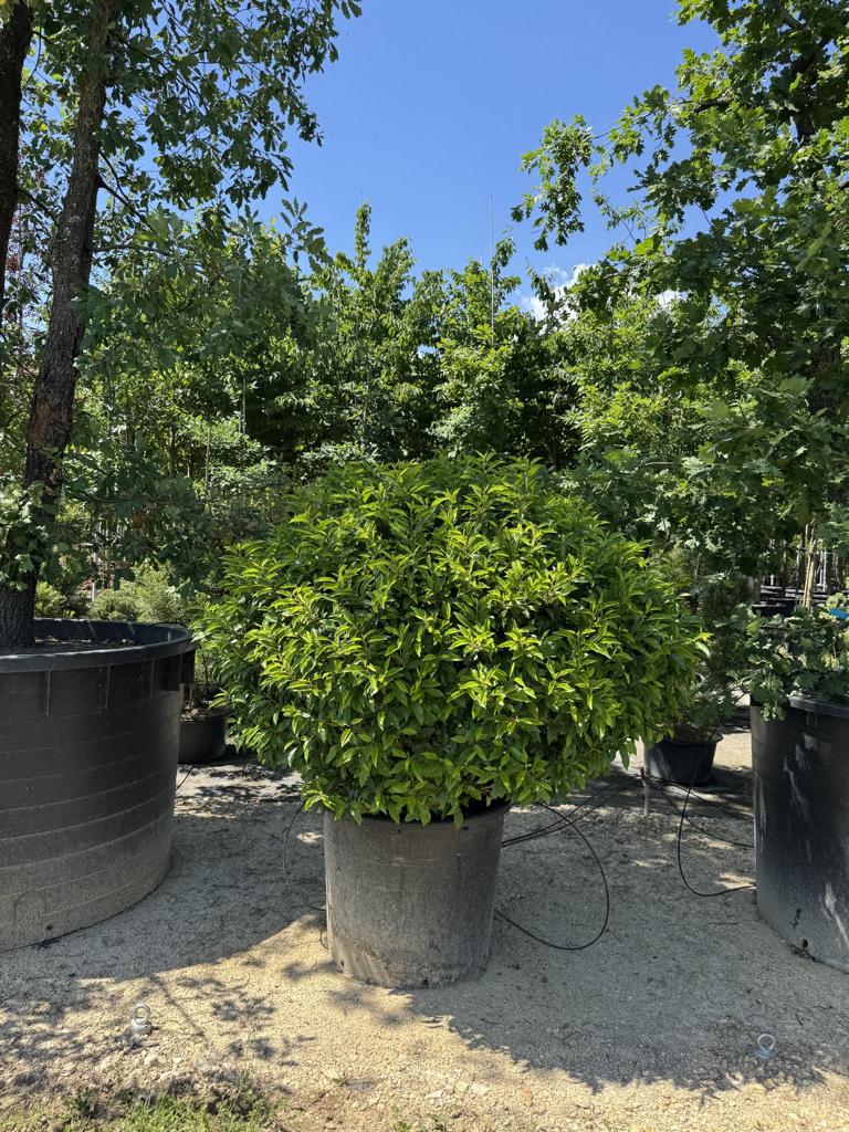 Prunus lusitanica 'Angustifolia' Kugelform