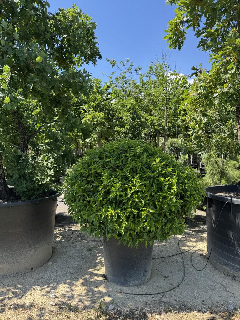 Prunus lusitanica 'Angustifolia' Kugelform
