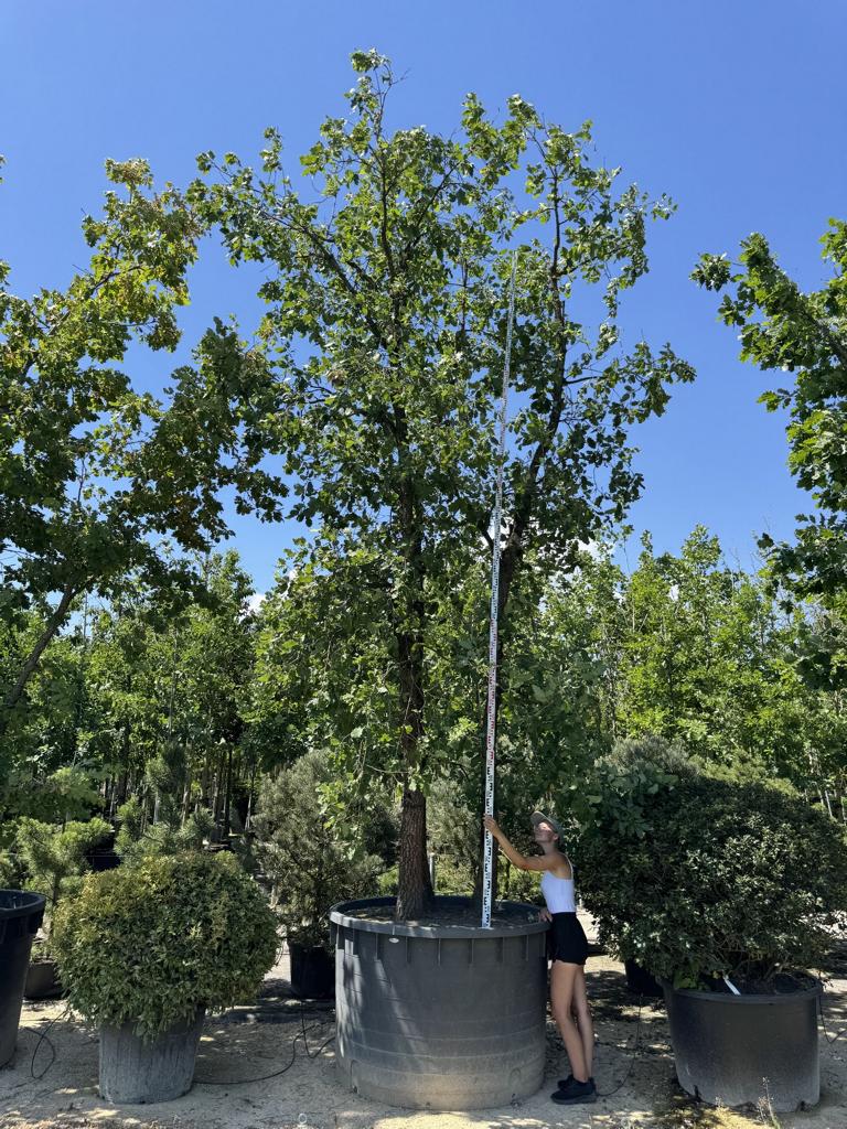 Quercus pubescens