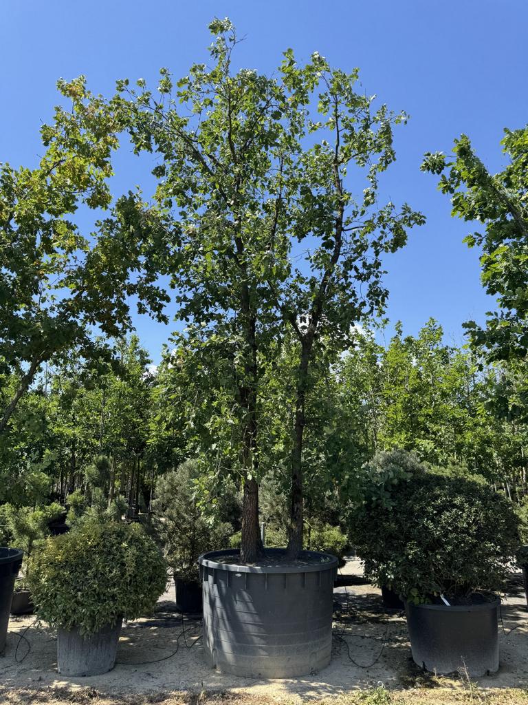Quercus pubescens