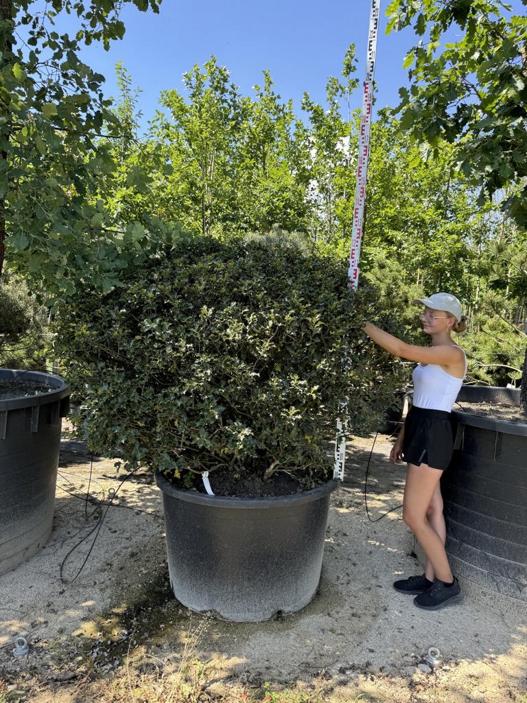 Ilex meserveae (x) 'Blue Angel' kugelförmig