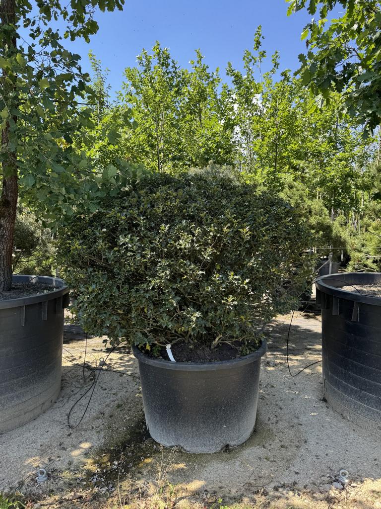 Ilex meserveae (x) 'Blue Angel' kugelförmig