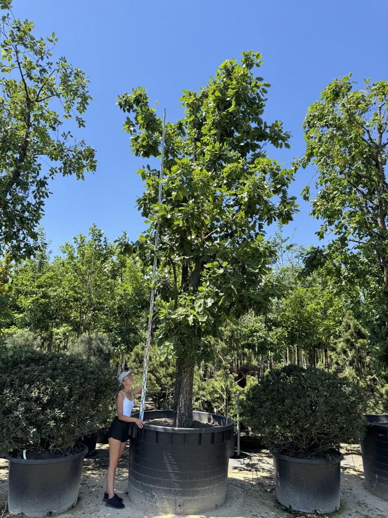 Quercus pubescens