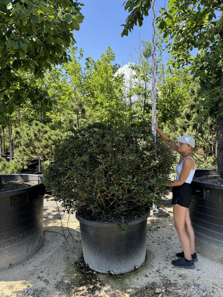 Ilex meserveae (x) 'Blue Angel' kugelförmig