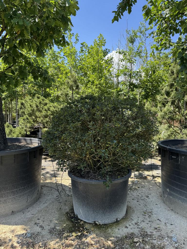 Ilex meserveae (x) 'Blue Angel' kugelförmig