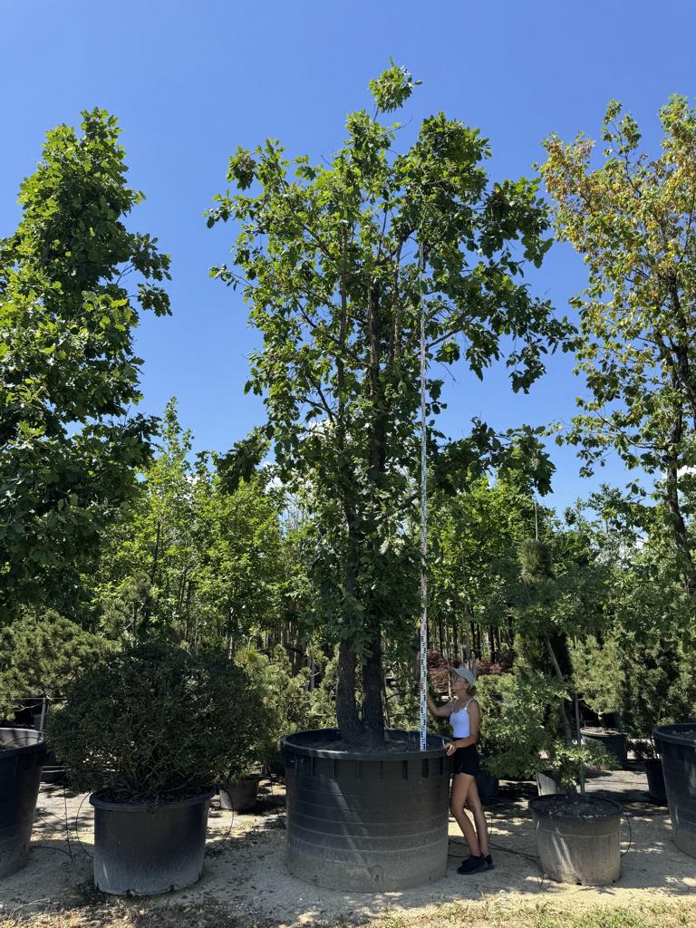Quercus pubescens