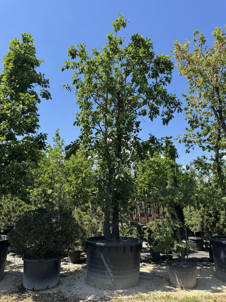 Quercus pubescens