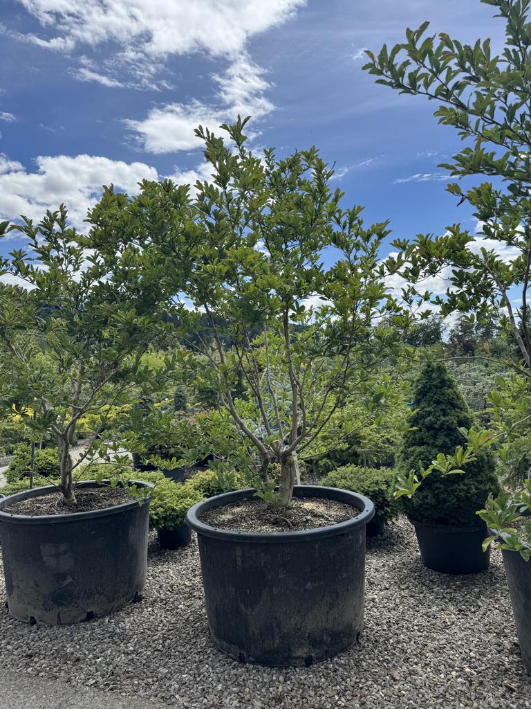 Magnolia stellata 'Royal Star'