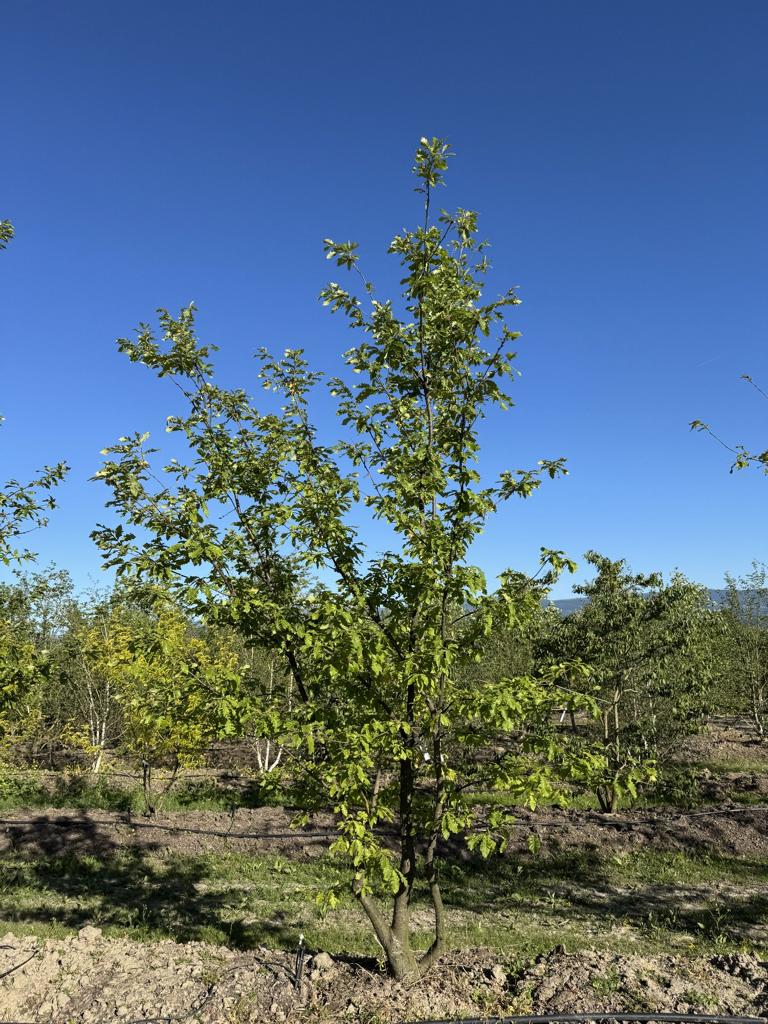 Quercus castaneifolia