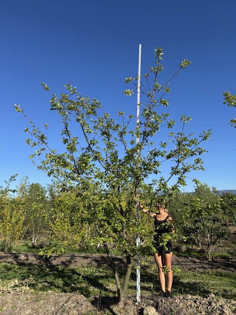 Quercus castaneifolia