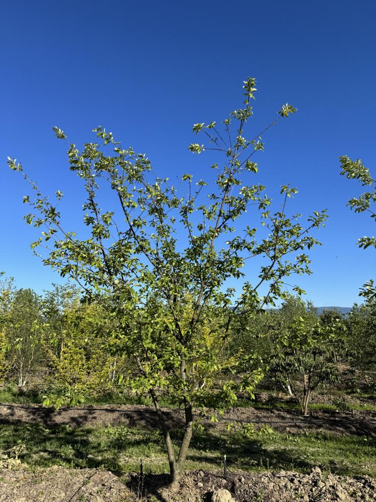 Quercus castaneifolia