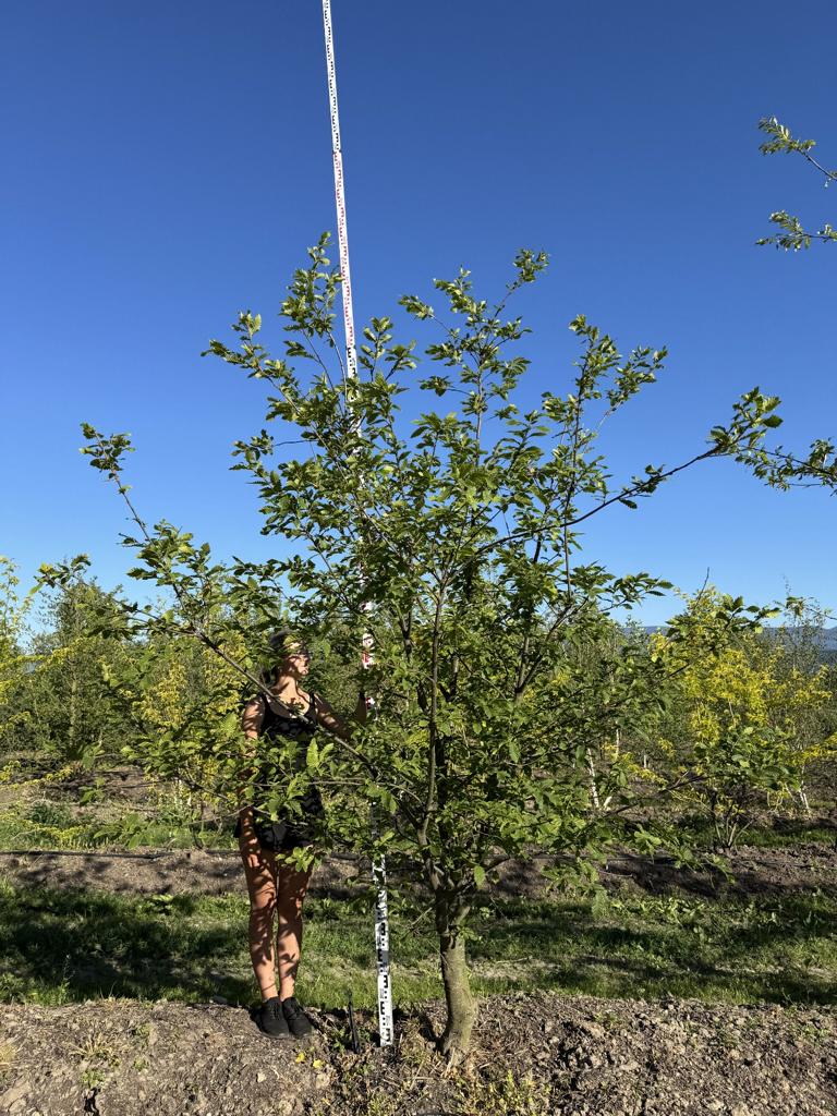 Quercus castaneifolia