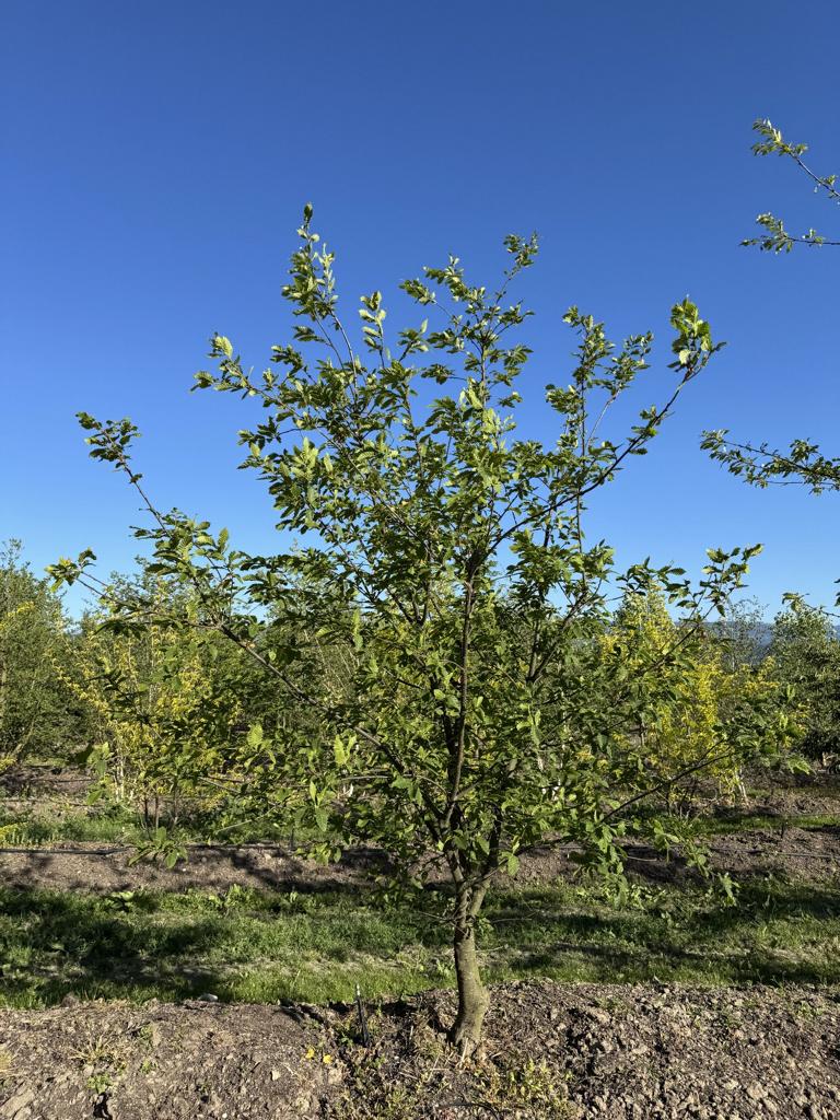 Quercus castaneifolia