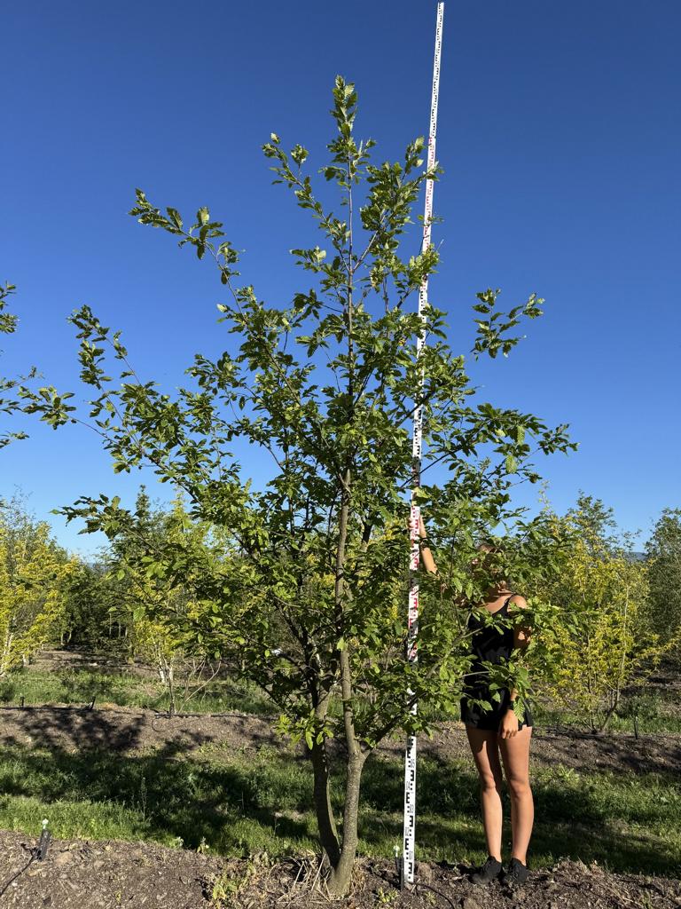 Quercus castaneifolia