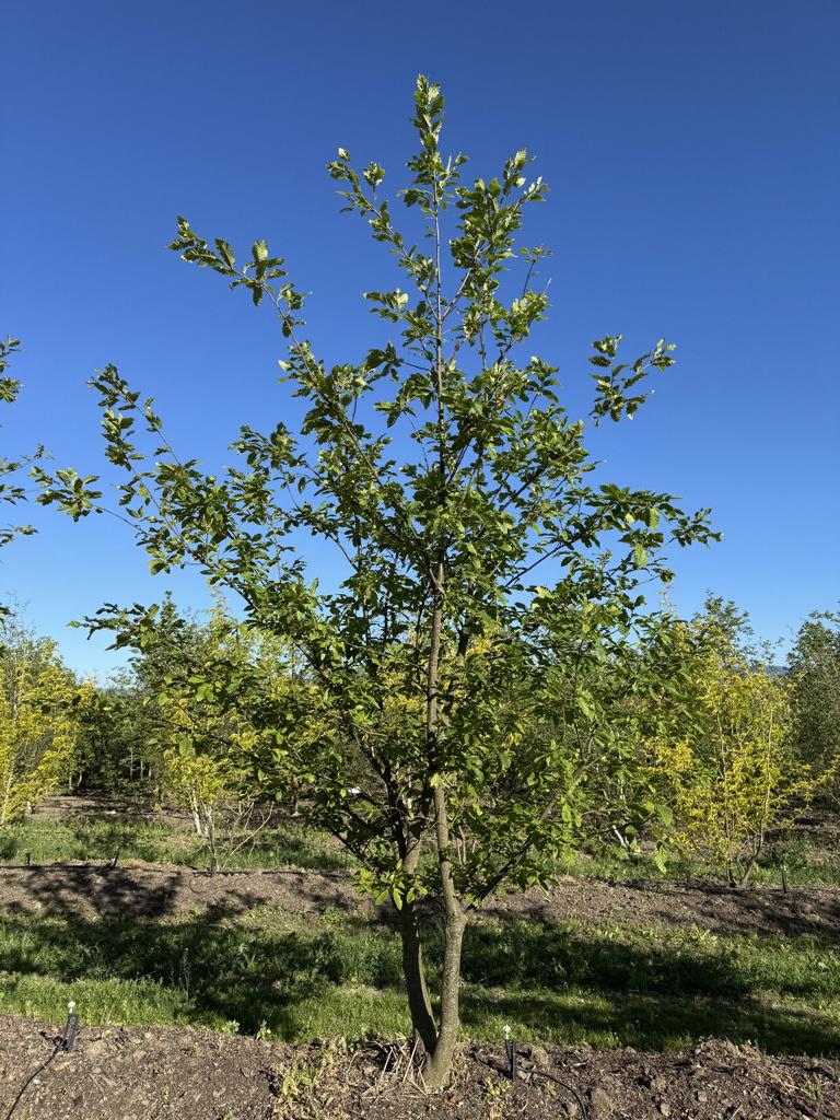 Quercus castaneifolia