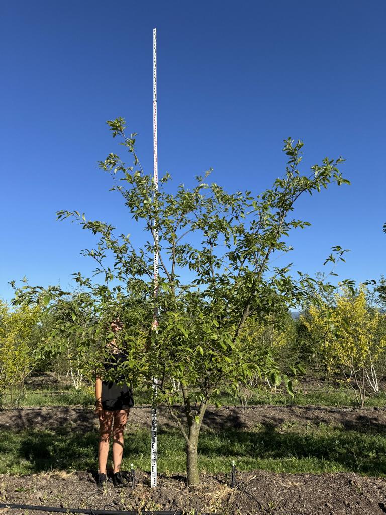 Quercus castaneifolia