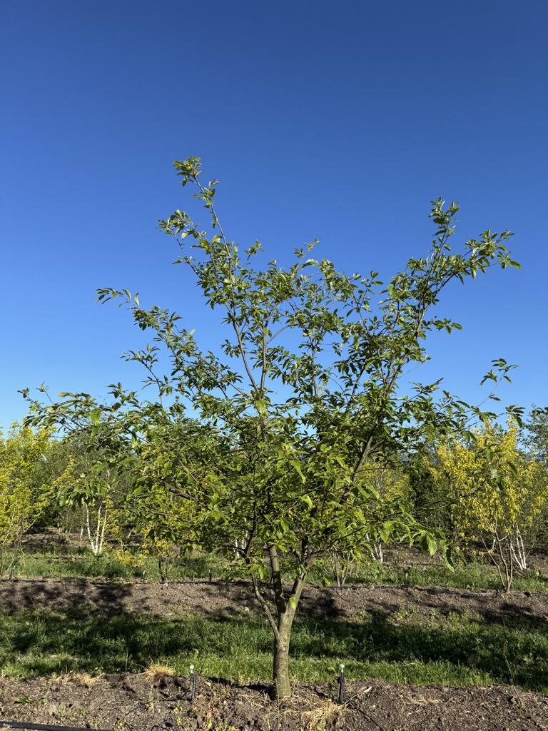 Quercus castaneifolia