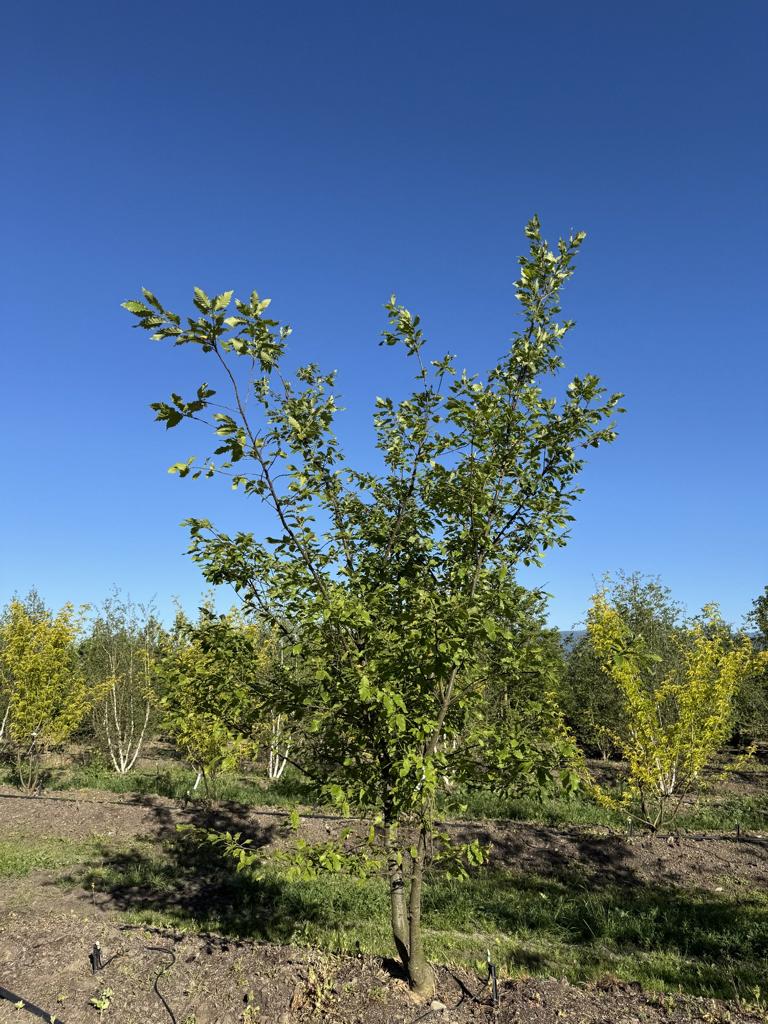 Quercus castaneifolia