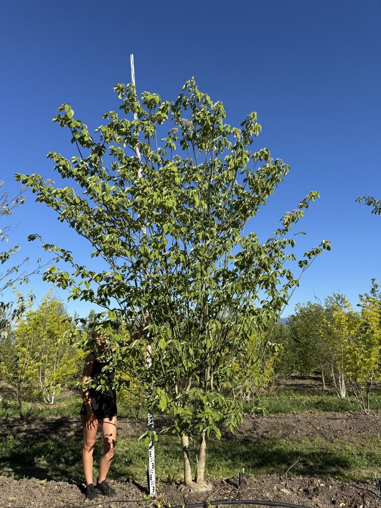 Cornus controversa