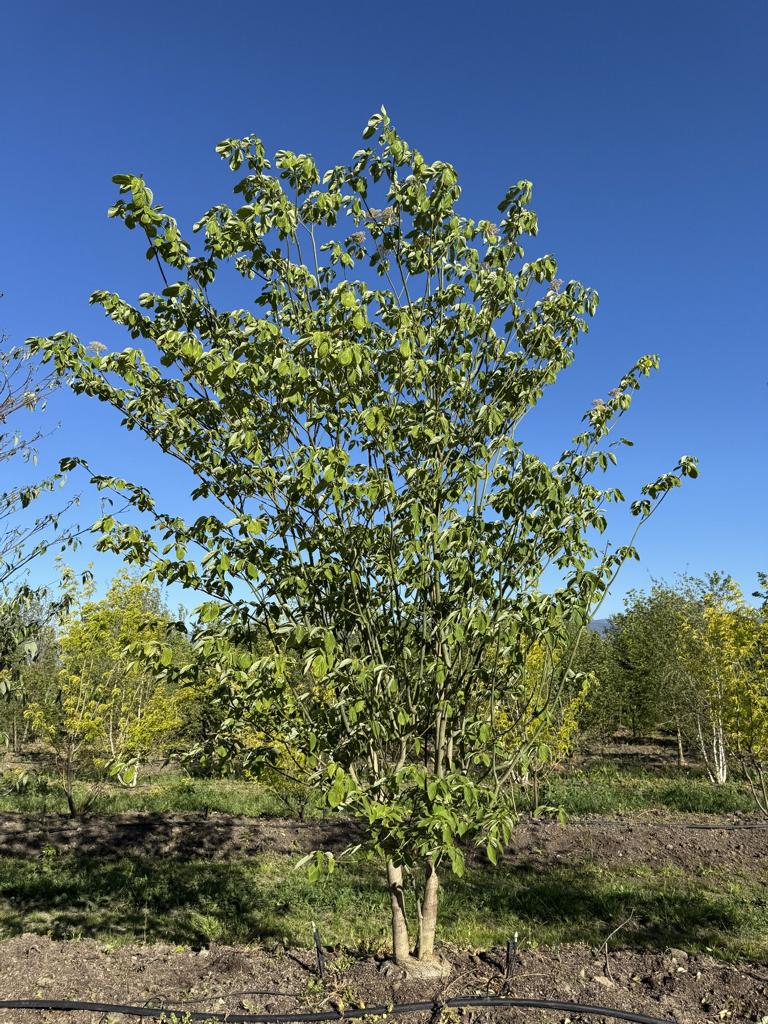 Cornus controversa