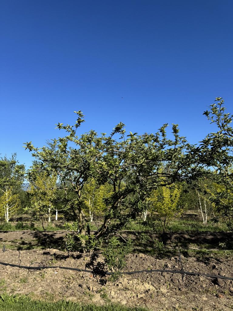 Mespilus germanica Schirmform