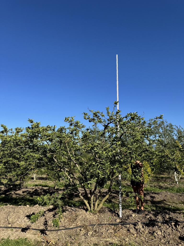 Mespilus germanica Schirmform