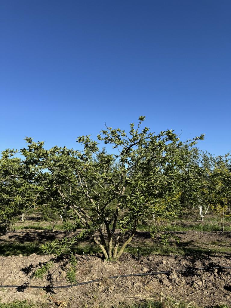 Mespilus germanica Schirmform