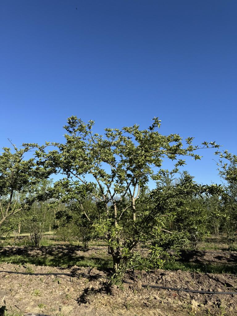 Mespilus germanica Schirmform