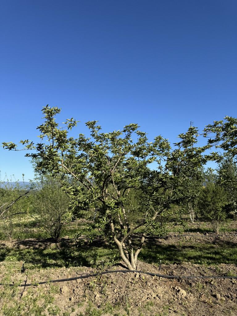 Mespilus germanica Schirmform