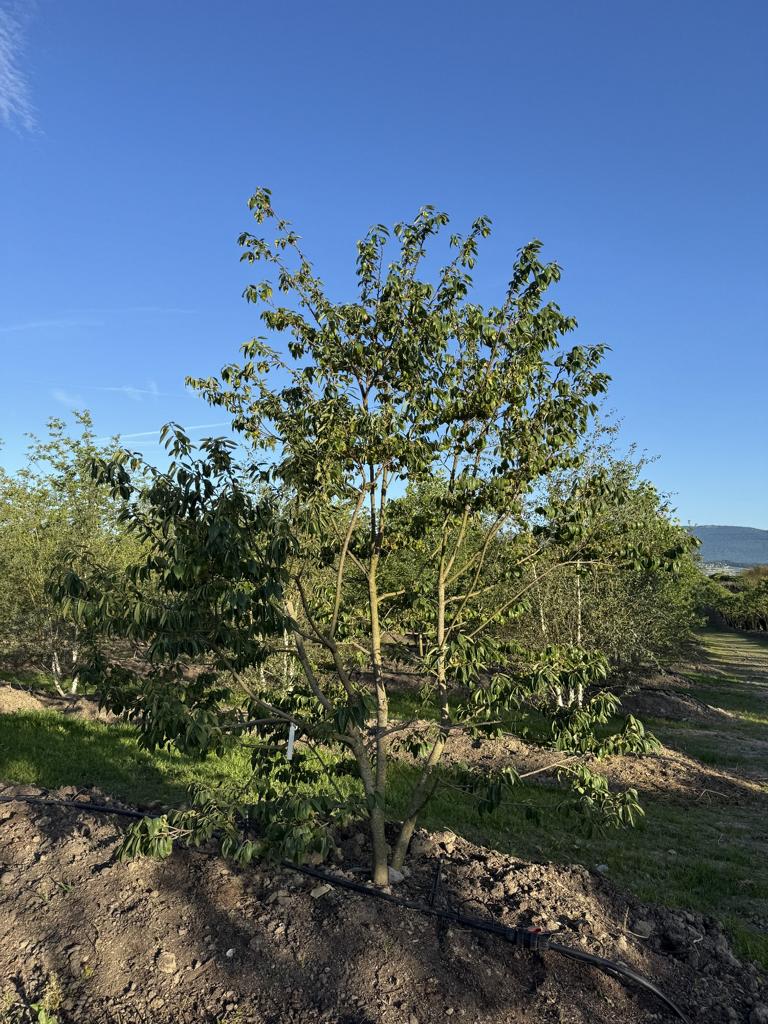 Diospyros lotus