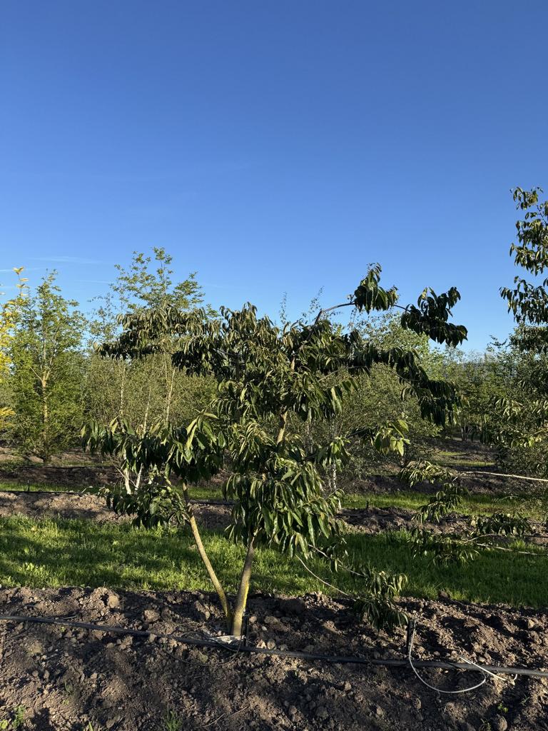 Diospyros lotus