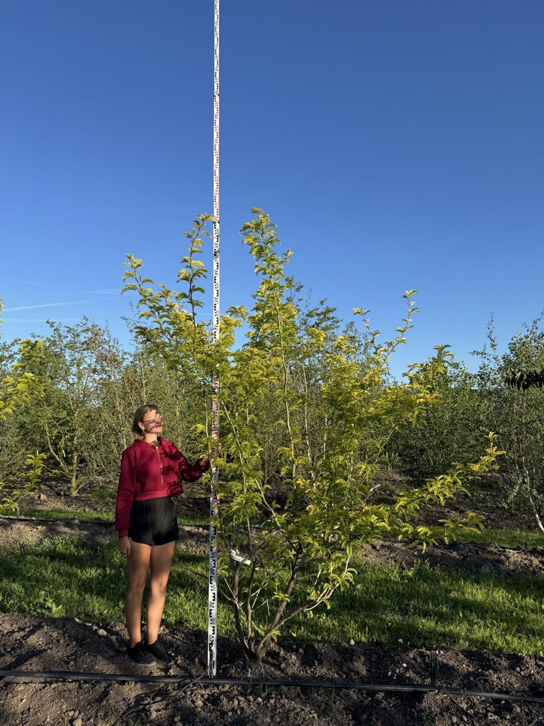 Gleditsia triacanthos 'Sunburst'