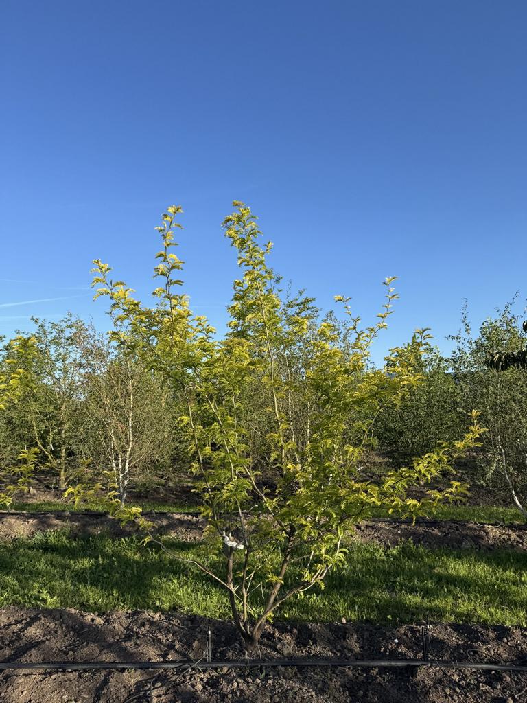 Gleditsia triacanthos 'Sunburst'