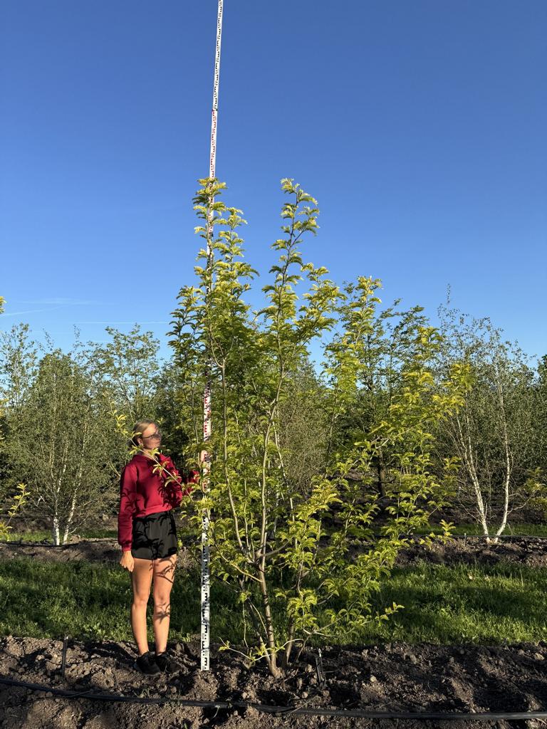 Gleditsia triacanthos 'Sunburst'