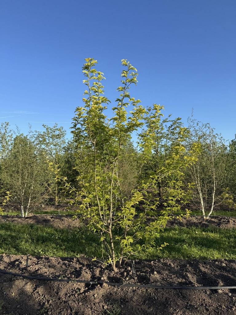 Gleditsia triacanthos 'Sunburst'