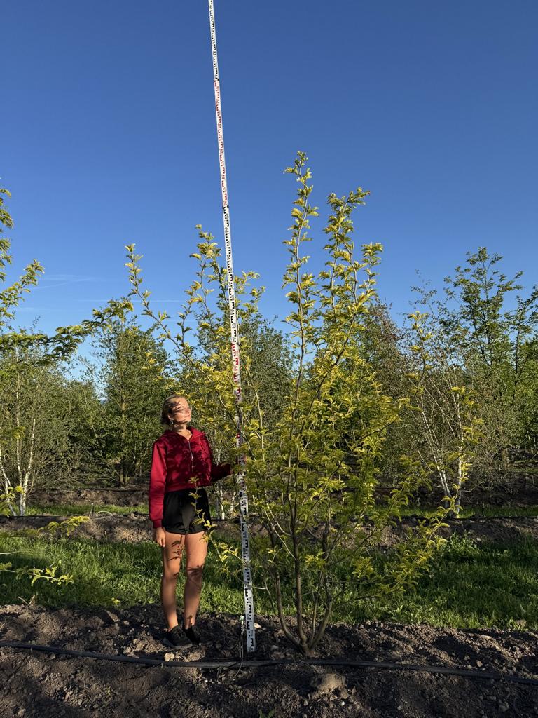 Gleditsia triacanthos 'Sunburst'