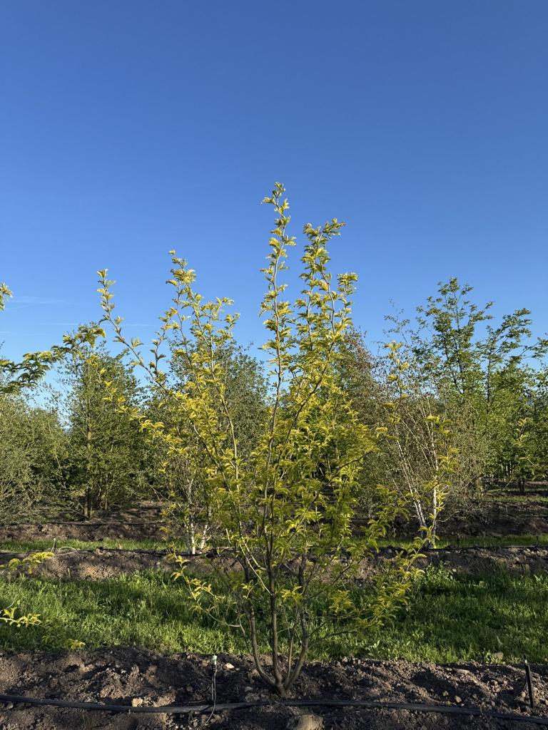 Gleditsia triacanthos 'Sunburst'