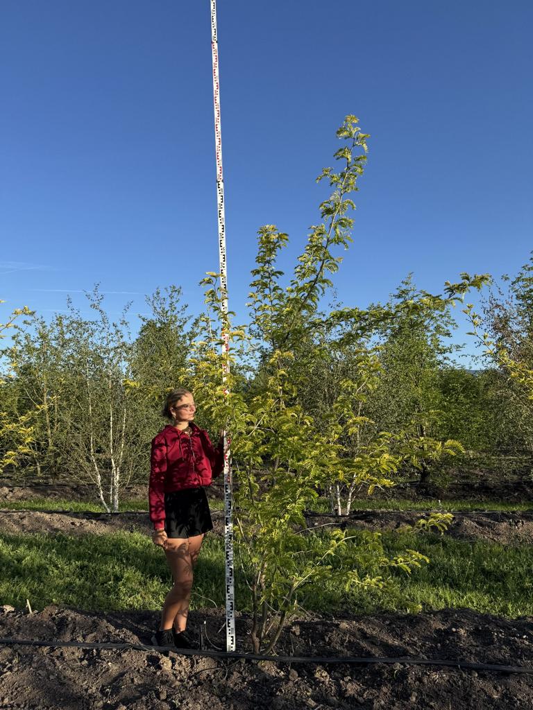 Gleditsia triacanthos 'Sunburst'