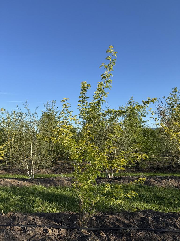 Gleditsia triacanthos 'Sunburst'