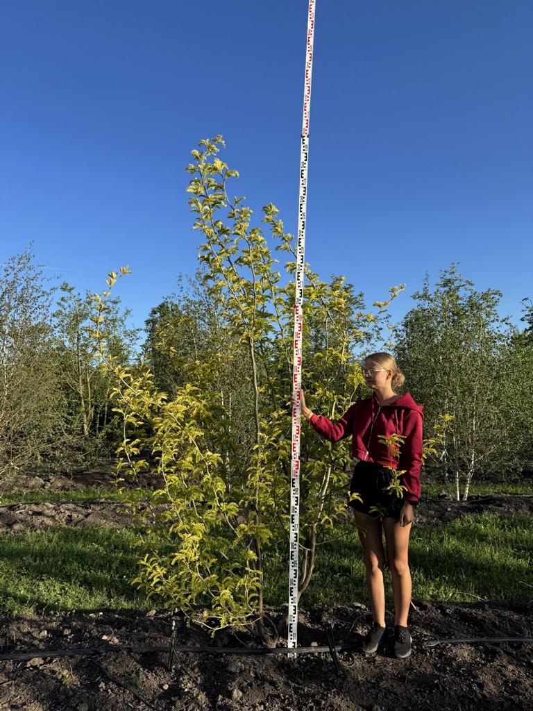 Gleditsia triacanthos 'Sunburst'