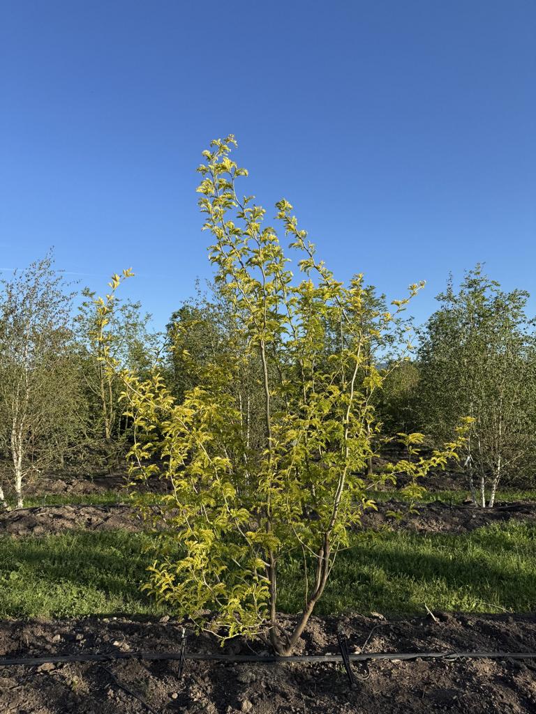 Gleditsia triacanthos 'Sunburst'